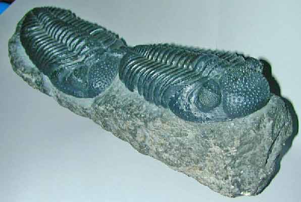 Any of numerous extinct marine arthropods of the class Trilobita, of the Paleozoic Era, having a segmented body divided by grooves into three vertical lobes and found as fossils throughout the world - The Paleozic era includes the Cambrian, Ordovician, Silurian, Devonian, Mississippian, Pennsylvanian, and Permian periods and is characterized by the appearance of marine invertebrates, primitive fishes, land plants, and primitive reptiles.