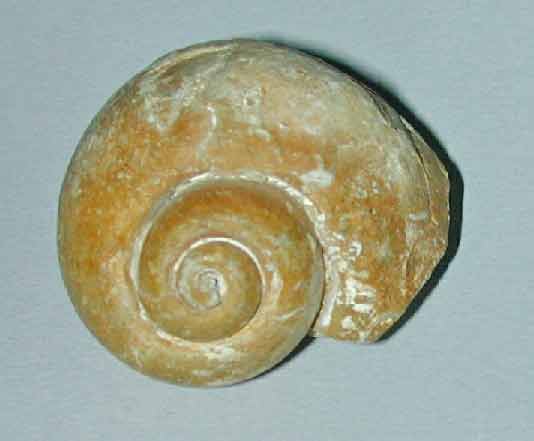 Before they had Toys 'r Us stores Mike's dad told him to 'go dig up rocks'